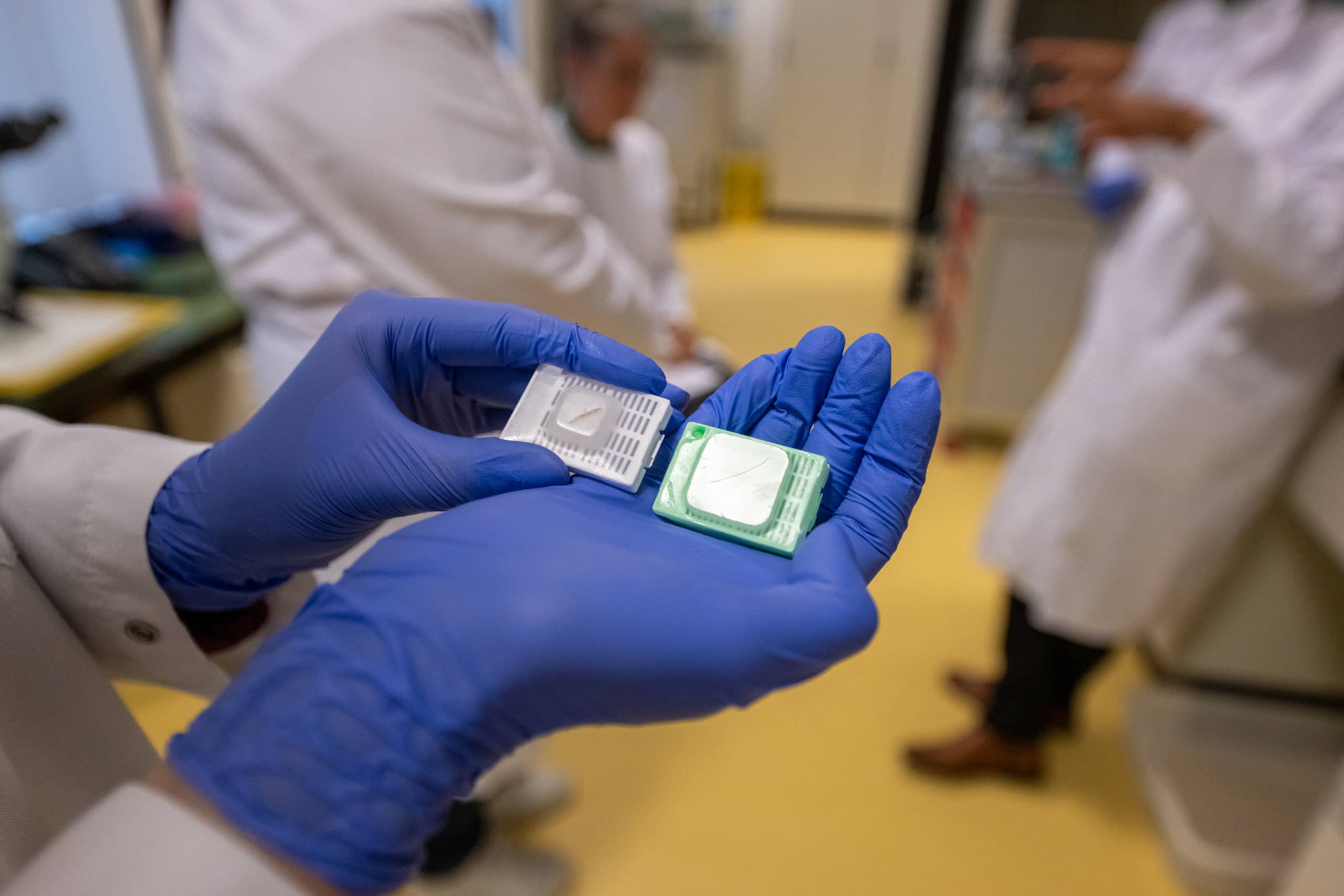 Thin sections of skin model (4-5 µm thick) for the detection of specific proteins